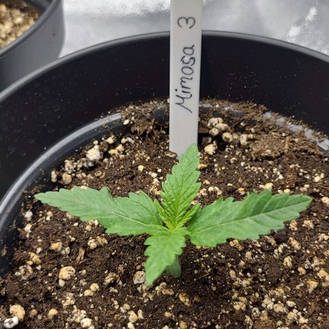 Mimosa 3 growlog timeline photo