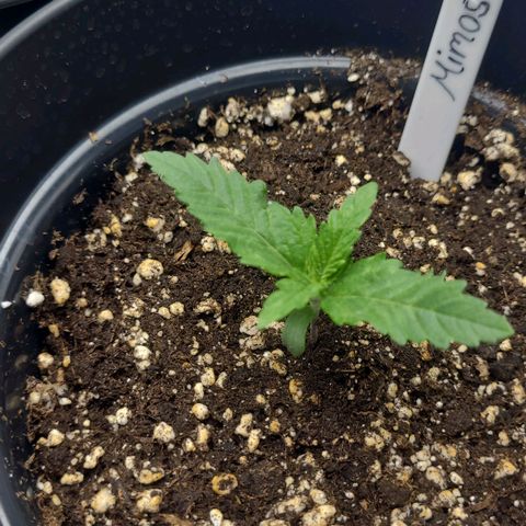 Mimosa 3 growlog timeline photo