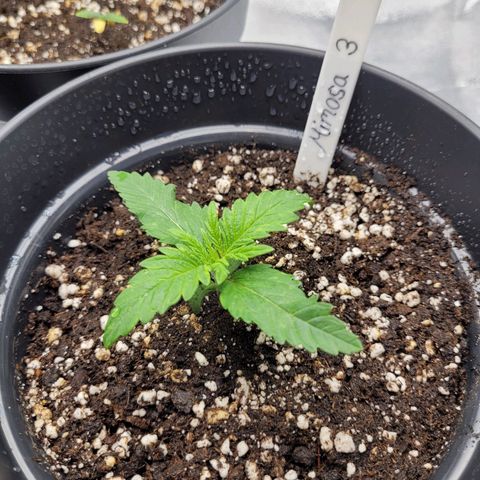 Mimosa 3 growlog timeline photo