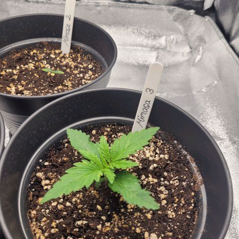 Mimosa 3 growlog timeline photo