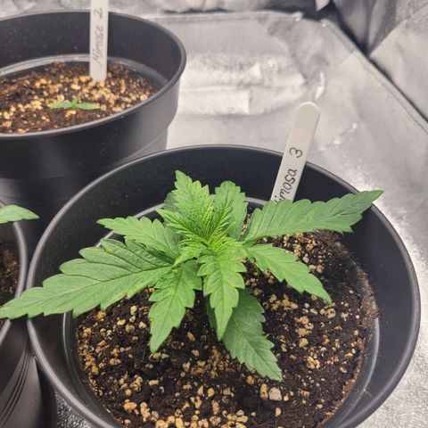 Mimosa 3 growlog timeline photo
