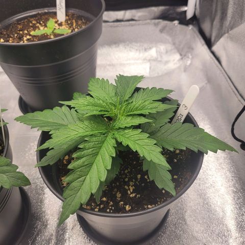 Mimosa 3 growlog timeline photo