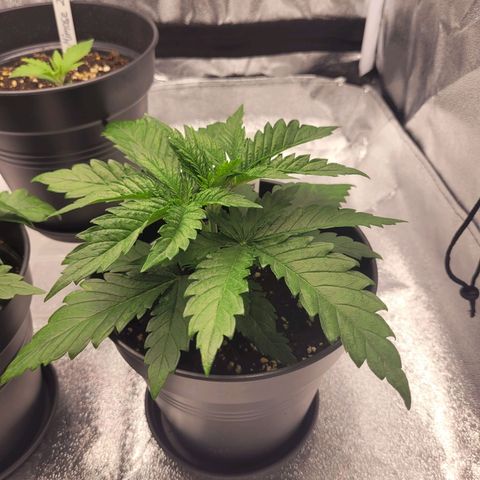 Mimosa 3 growlog timeline photo
