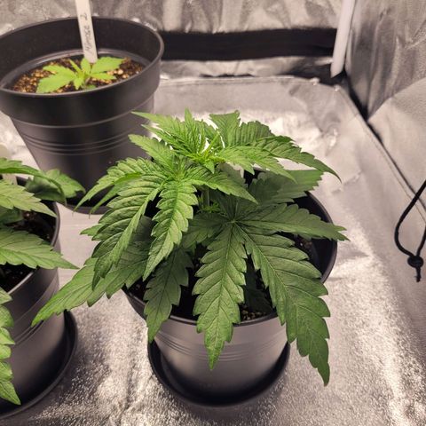 Mimosa 3 growlog timeline photo
