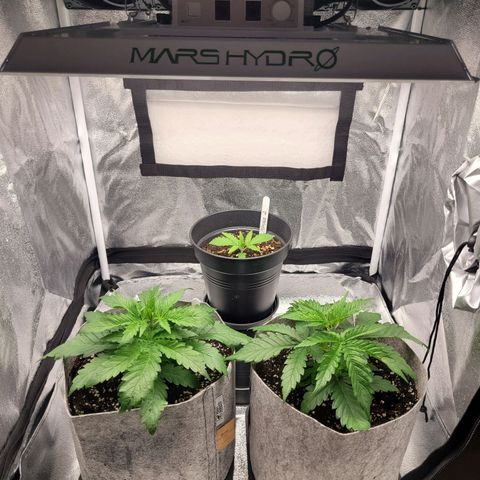 Mimosa 3 growlog timeline photo