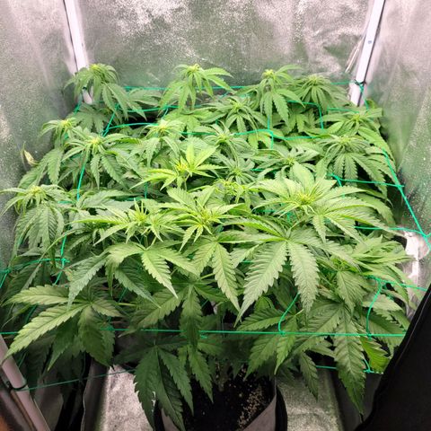 Mimosa 3 growlog timeline photo