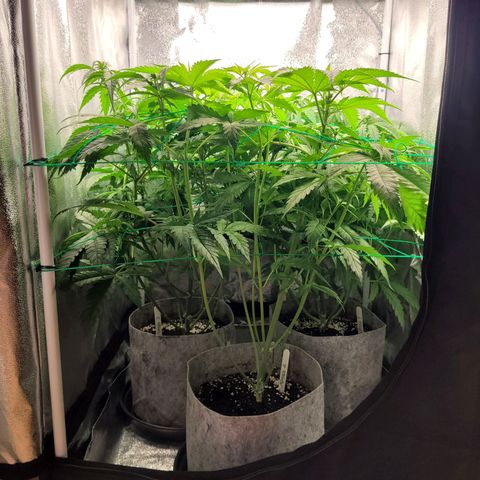 Mimosa 3 growlog timeline photo