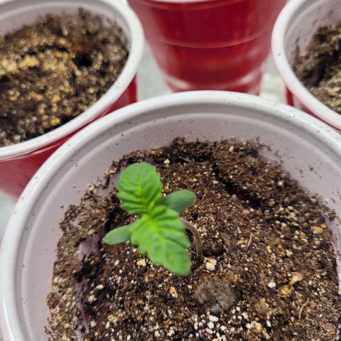 Bruce  Banner Autoflower  growlog photo: Growing way slower than expected for an auto