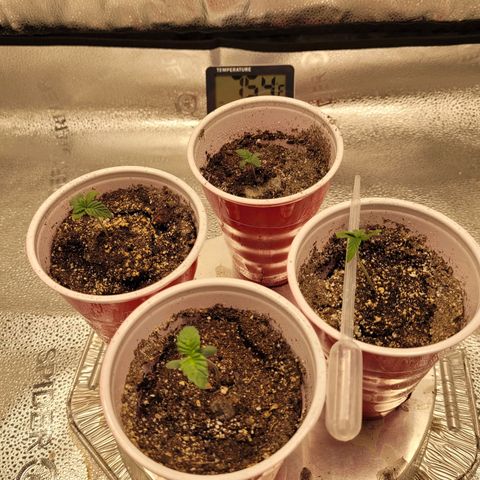 Bruce  Banner Autoflower  growlog photo: Growing way slower than expected for an auto