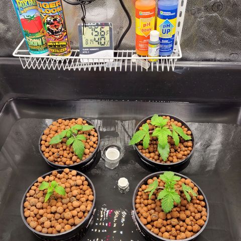 Bruce  Banner Autoflower  growlog photo: Reservoir change today running 2tsp growbig per gal one plant with yellow spots and all are wilting from stuck timer running nutes for about 4 hours yesterday