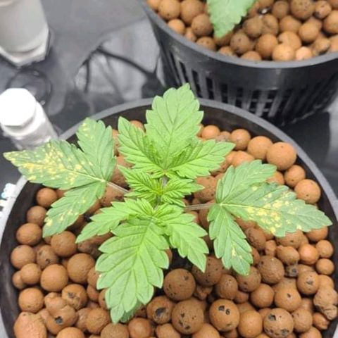 Bruce  Banner Autoflower  growlog photo: Reservoir change today running 2tsp growbig per gal one plant with yellow spots and all are wilting from stuck timer running nutes for about 4 hours yesterday