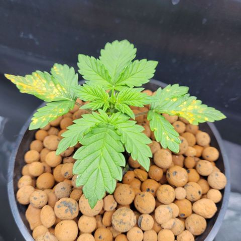 Bruce  Banner Autoflower  growlog timeline photo