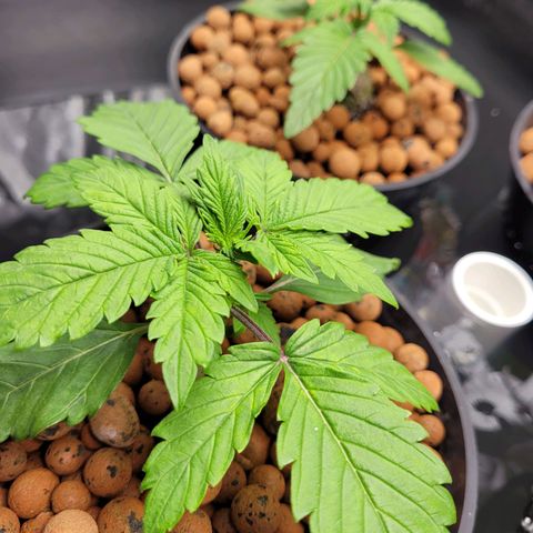 Bruce  Banner Autoflower  growlog timeline photo