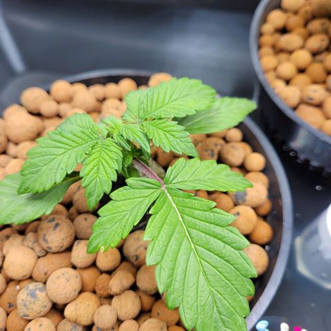 Bruce  Banner Autoflower  growlog timeline photo