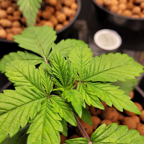 Bruce  Banner Autoflower  growlog timeline photo