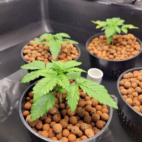Bruce  Banner Autoflower  growlog timeline photo