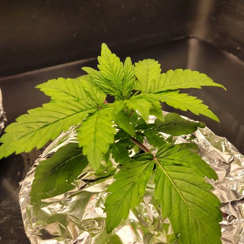 Bruce  Banner Autoflower  growlog photo: Added foil covers