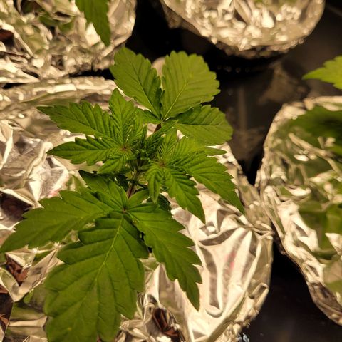 Bruce  Banner Autoflower  growlog photo: Added foil covers