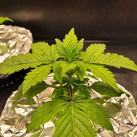 Bruce  Banner Autoflower  growlog photo: Added foil covers