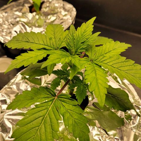 Bruce  Banner Autoflower  growlog photo: Added foil covers