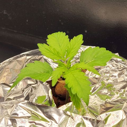 Bruce  Banner Autoflower  growlog photo: Added foil covers
