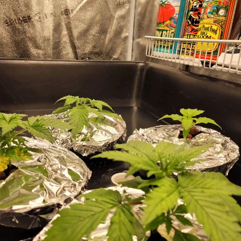 Bruce  Banner Autoflower  growlog photo: Added foil covers