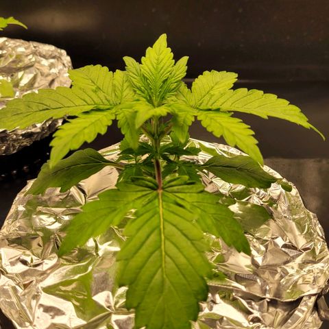 Bruce  Banner Autoflower  growlog photo: Added foil covers
