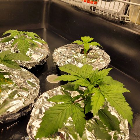 Bruce  Banner Autoflower  growlog photo: Added foil covers