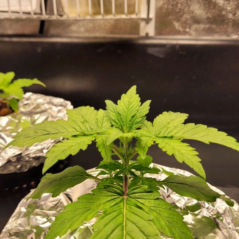 Bruce  Banner Autoflower  growlog photo: Added foil covers