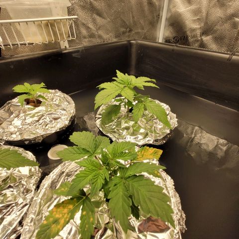 Bruce  Banner Autoflower  growlog photo: Added foil covers