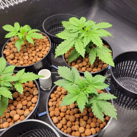 Bruce  Banner Autoflower  growlog timeline photo