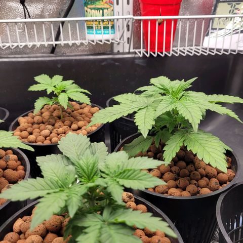 Bruce  Banner Autoflower  growlog timeline photo