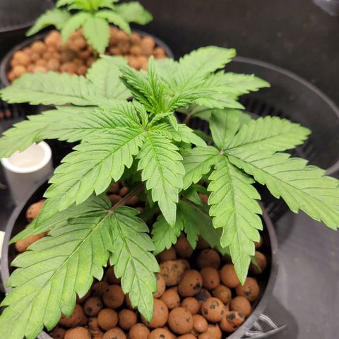 Bruce  Banner Autoflower  growlog timeline photo