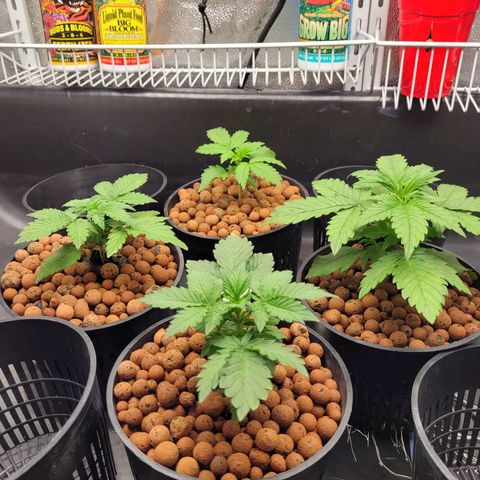 Bruce  Banner Autoflower  growlog timeline photo