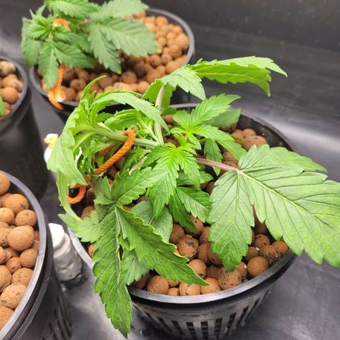 Bruce  Banner Autoflower  growlog photo: LST