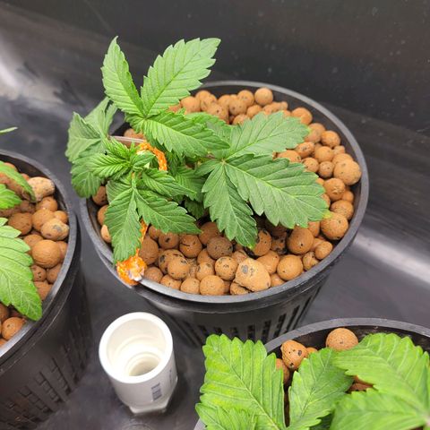 Bruce  Banner Autoflower  growlog photo: LST