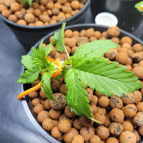 Bruce  Banner Autoflower  growlog photo: LST