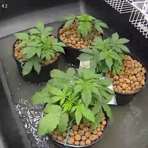 Bruce  Banner Autoflower  growlog photo: Reservoir change. 
Reduced to 1/2 nutes and 1/4 supplements 