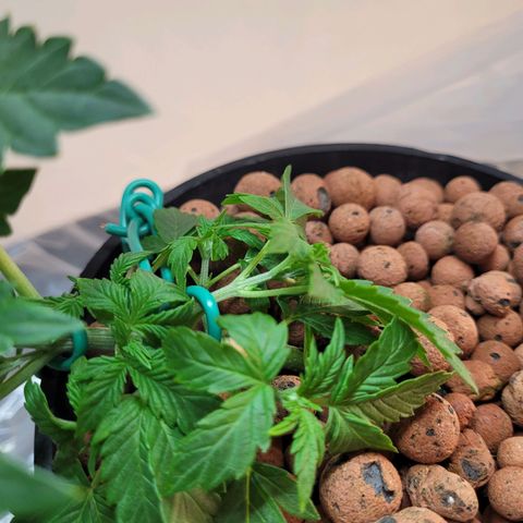 Bruce  Banner Autoflower  growlog photo: Reservoir change. 
Reduced to 1/2 nutes and 1/4 supplements 
