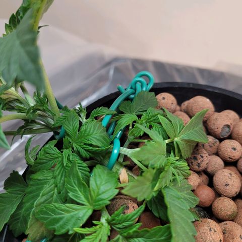 Bruce  Banner Autoflower  growlog photo: Reservoir change. 
Reduced to 1/2 nutes and 1/4 supplements 