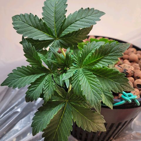 Bruce  Banner Autoflower  growlog photo: Reservoir change. 
Reduced to 1/2 nutes and 1/4 supplements 