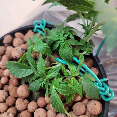 Bruce  Banner Autoflower  growlog photo: Reservoir change. 
Reduced to 1/2 nutes and 1/4 supplements 