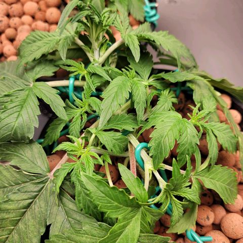 Bruce  Banner Autoflower  growlog photo: Reservoir change. 
Reduced to 1/2 nutes and 1/4 supplements 