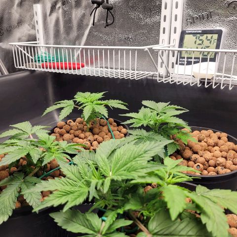 Bruce  Banner Autoflower  growlog photo: Reservoir change. 
Reduced to 1/2 nutes and 1/4 supplements 