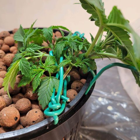 Bruce  Banner Autoflower  growlog photo: Reservoir change. 
Reduced to 1/2 nutes and 1/4 supplements 