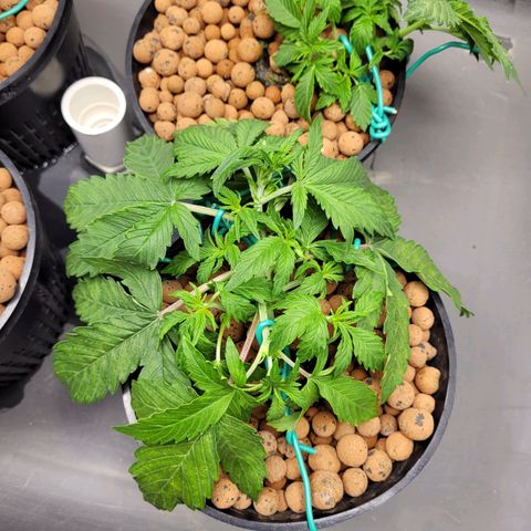 Bruce  Banner Autoflower  growlog photo: Reservoir change. 
Reduced to 1/2 nutes and 1/4 supplements 