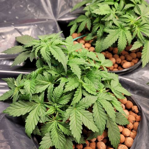 Bruce  Banner Autoflower  growlog photo: Last lst and defoliating for awhile