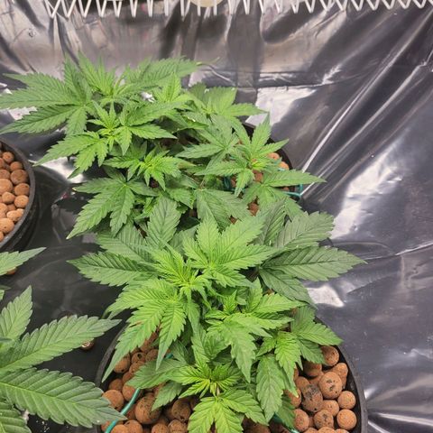Bruce  Banner Autoflower  growlog photo: Last lst and defoliating for awhile