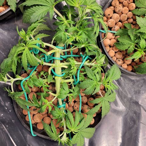 Bruce  Banner Autoflower  growlog photo: Last lst and defoliating for awhile