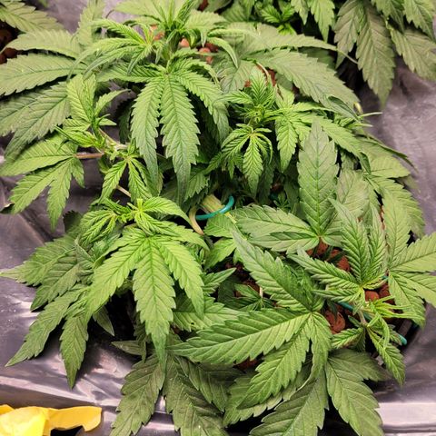 Bruce  Banner Autoflower  growlog photo: Last lst and defoliating for awhile